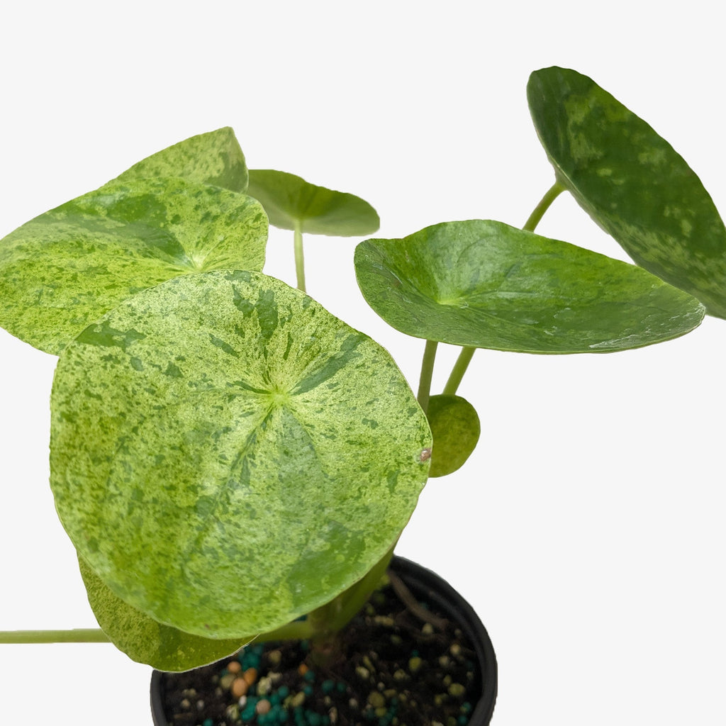 Pilea Mojito (Aluminum Plant) | Variegated Compact Foliage Plant | House Plant Shop