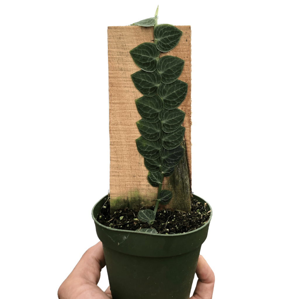 Rhaphidophora 'Cryptantha' | Rare Shingle Plant Climber | House Plant Shop