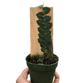 Rhaphidophora 'Cryptantha' | Rare Shingle Plant Climber | House Plant Shop