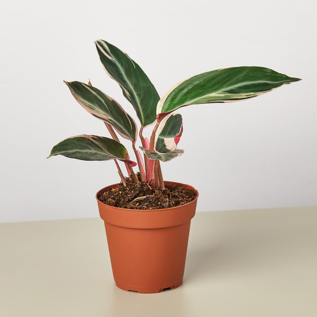 Stromanthe 'Triostar'