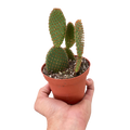 Opuntia 'Microdasys' (Bunny Ear Cactus)