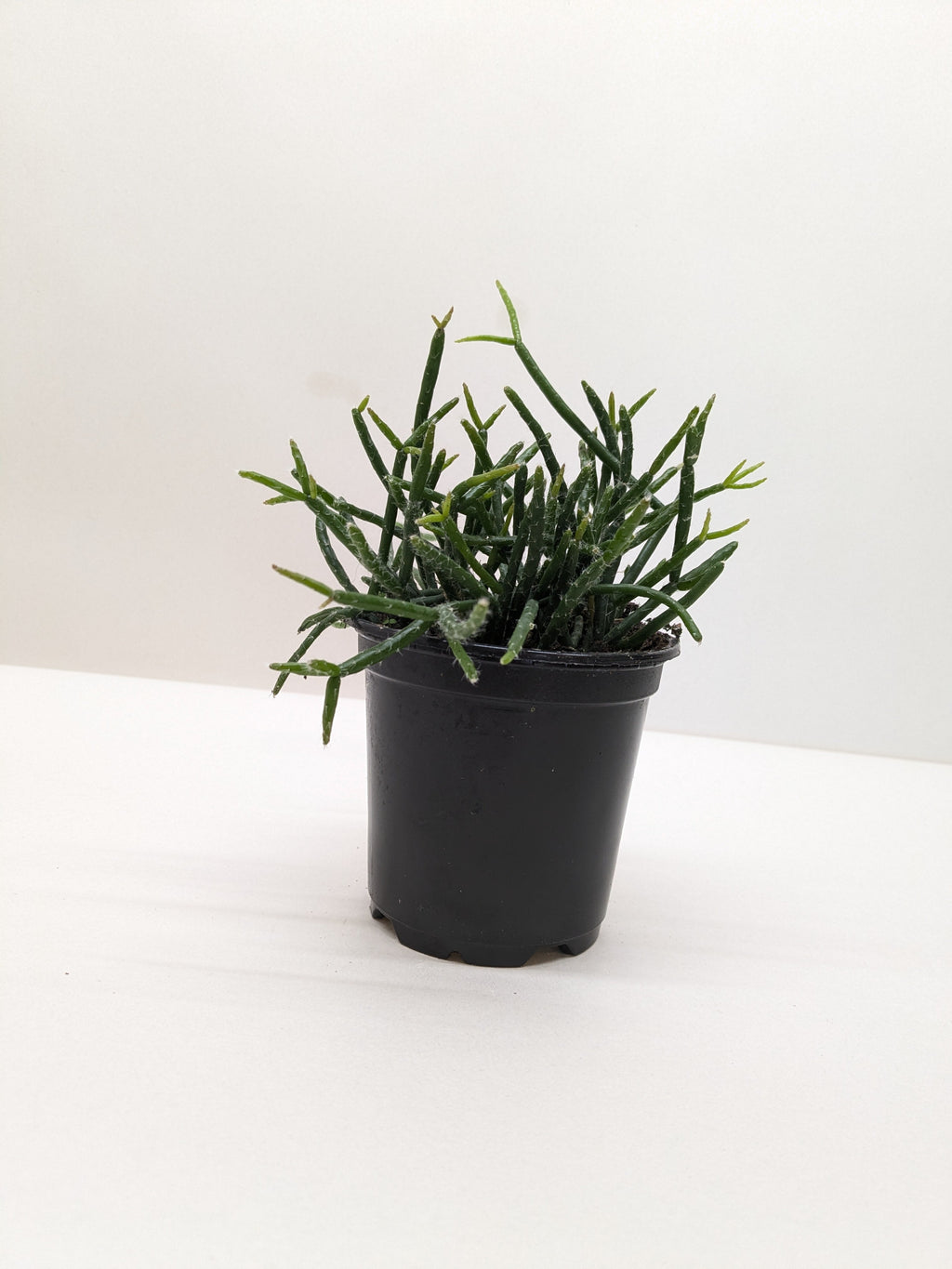 Mistletoe Cactus | Easy Care Trailing Succulent for Hanging Baskets