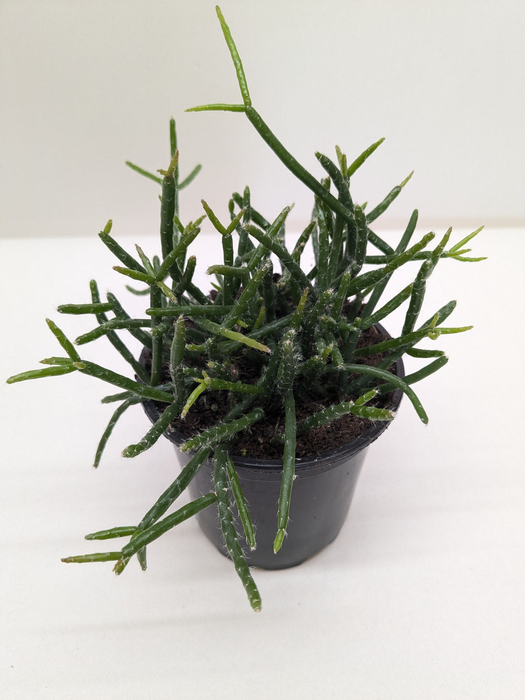 Mistletoe Cactus | Easy Care Trailing Succulent for Hanging Baskets