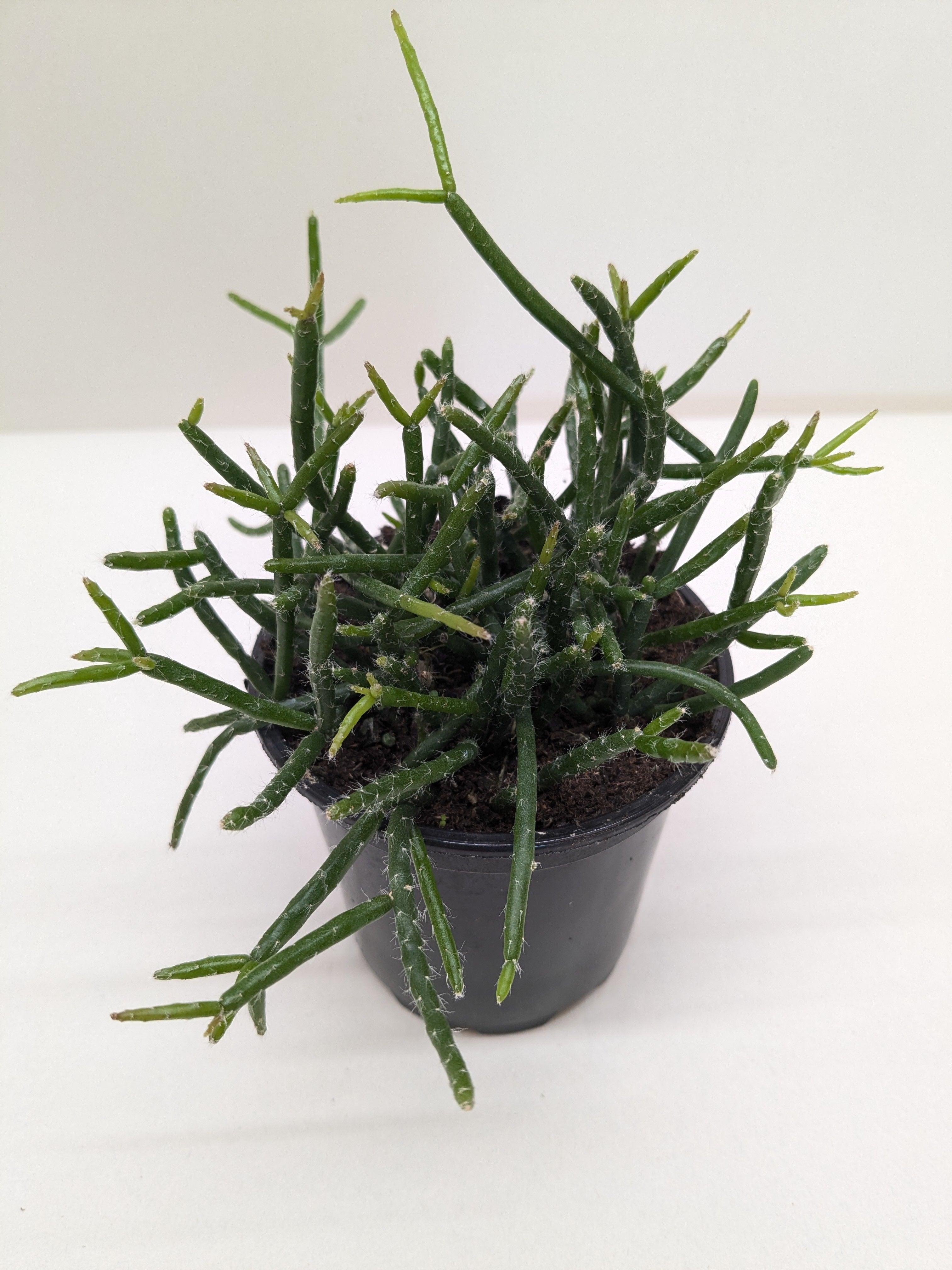 Mistletoe Cactus | Easy Care Trailing Succulent for Hanging Baskets