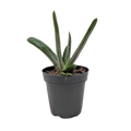 Succulent Gasteria Little Warty