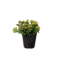 Sedum Little Miss Sunshine
