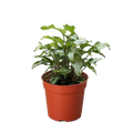 Syngonium 'Three Kings'