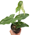 Syngonium 'Albo Variegata'