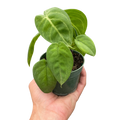Syngonium 'Ice Frost'