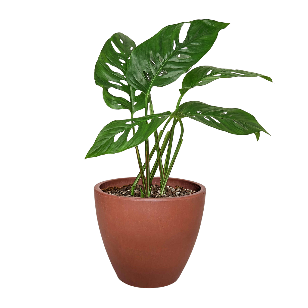 Monstera Adansonii Swiss Cheese | Easy Care Vining Plant | House Plant Shop