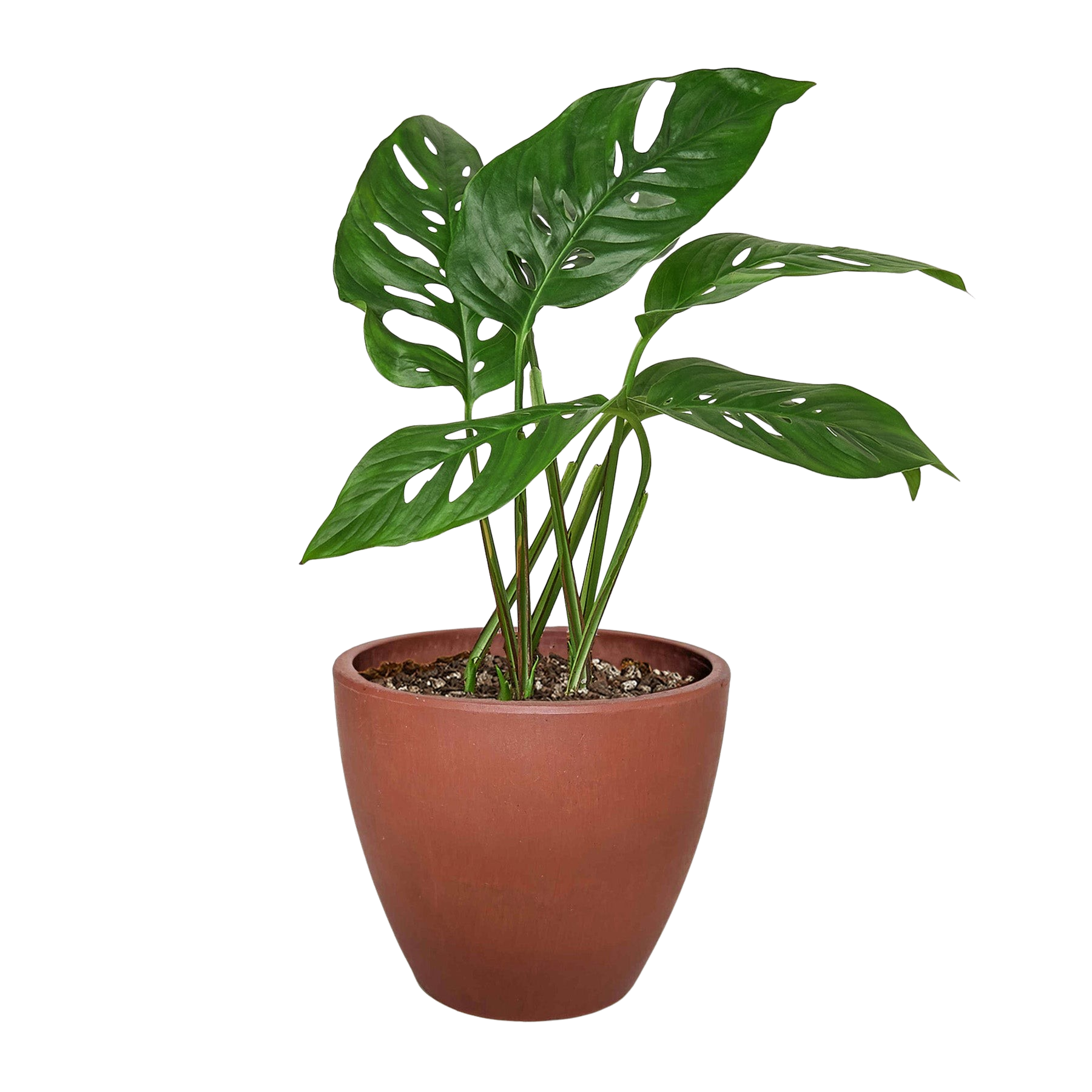 Monstera Adansonii Swiss Cheese | Easy Care Vining Plant | House Plant Shop