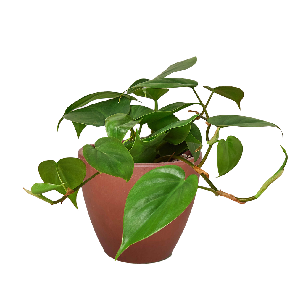 Philodendron Cordatum Heartleaf | Easy Care Climbing Houseplant | House Plant Shop