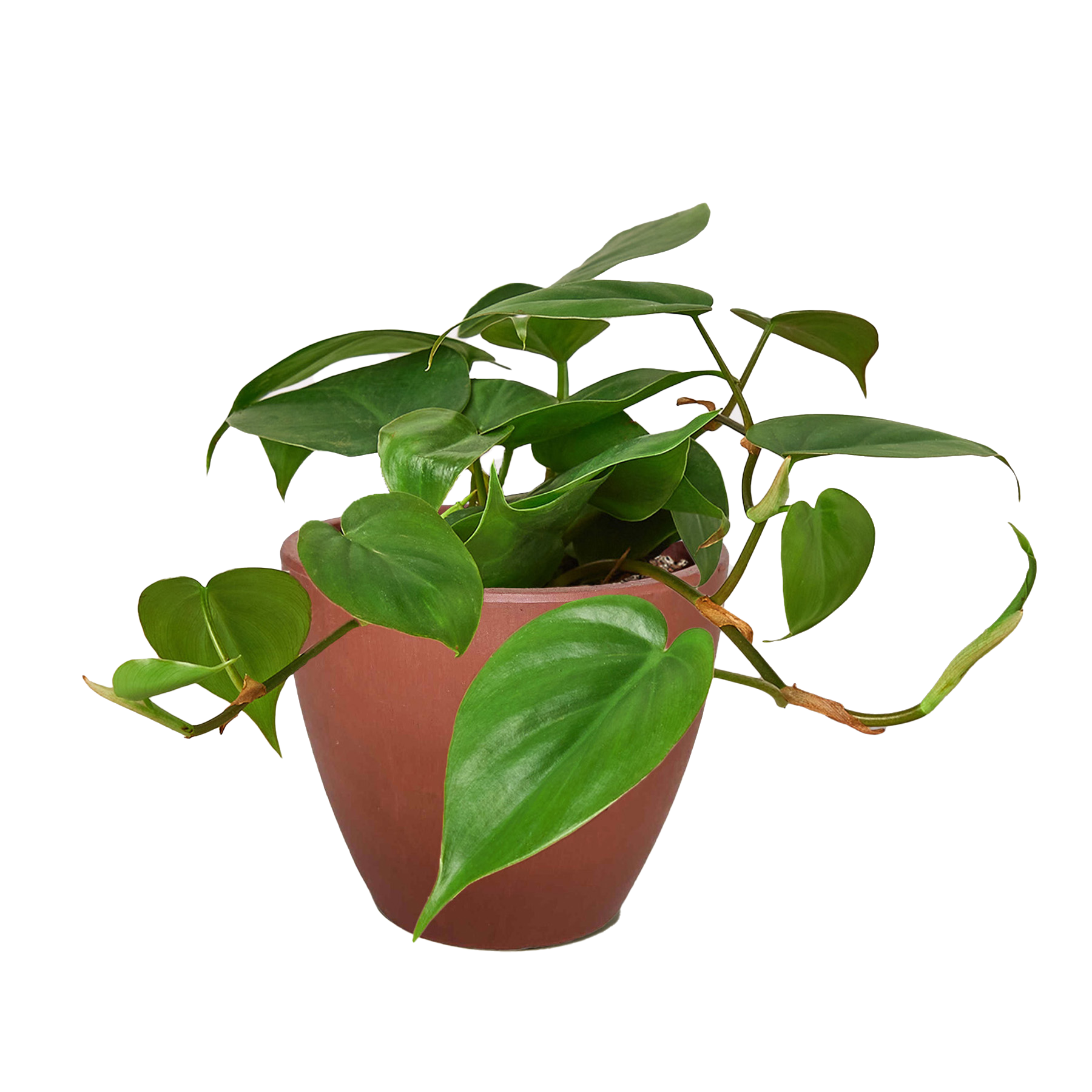 Philodendron Cordatum Heartleaf | Easy Care Climbing Houseplant | House Plant Shop