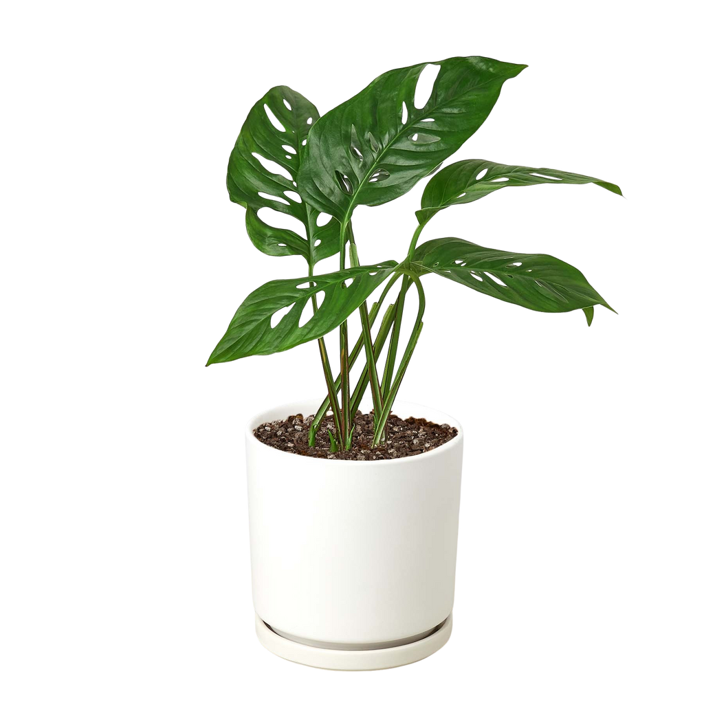 Monstera Adansonii Swiss Cheese | Easy Care Vining Plant | House Plant Shop