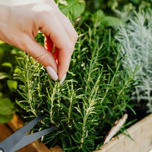 GINSU Stainless Steel Multi-Blade Herb Scissors