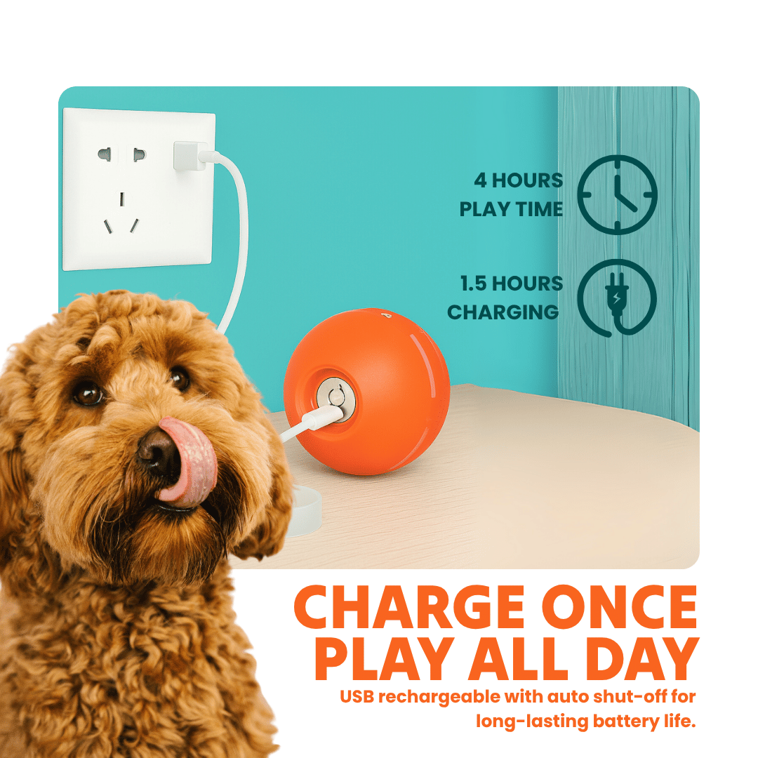 DOG’S INTERACTIVE BALL