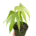 Anthurium Fingers