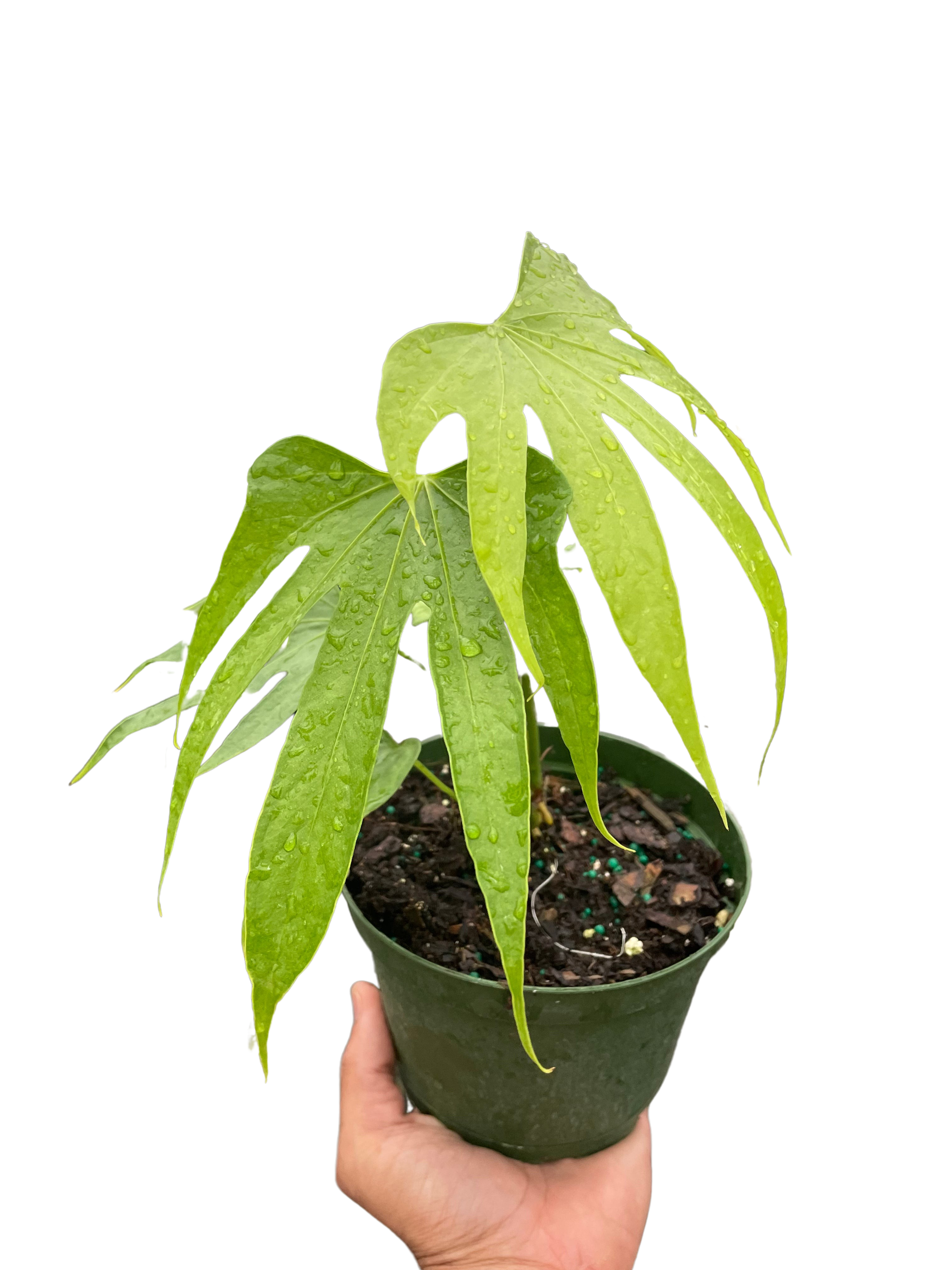Anthurium Fingers
