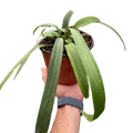 Anthurium 'Vittarifolium' | Rare Tropical Epiphyte with Pendant Leaves | House Plant Shop