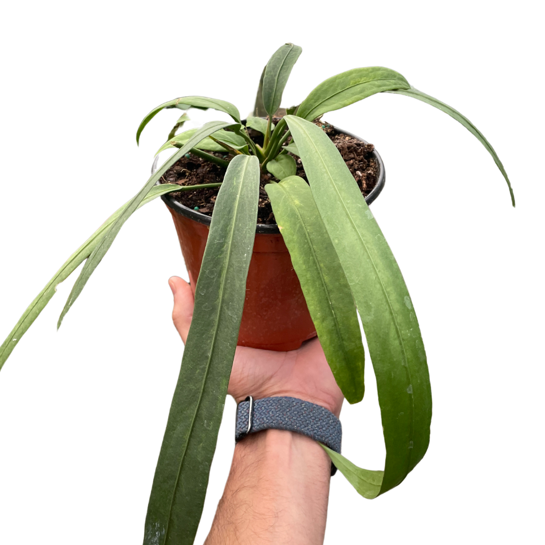Anthurium 'Vittarifolium' | Rare Tropical Epiphyte with Pendant Leaves | House Plant Shop