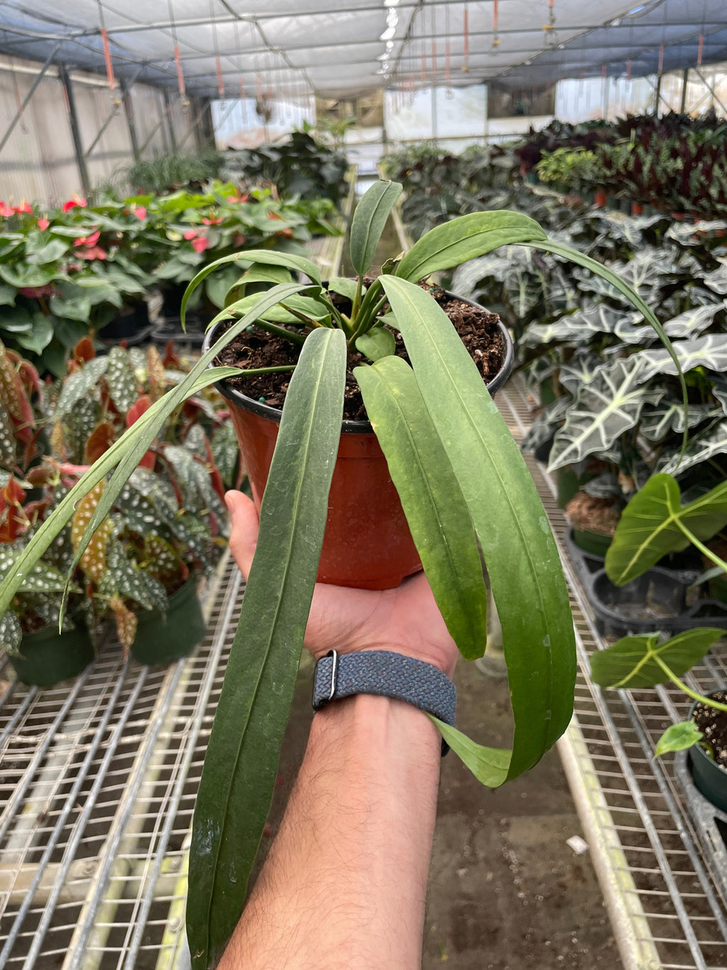 Anthurium 'Vittarifolium' | Rare Tropical Epiphyte with Pendant Leaves | House Plant Shop