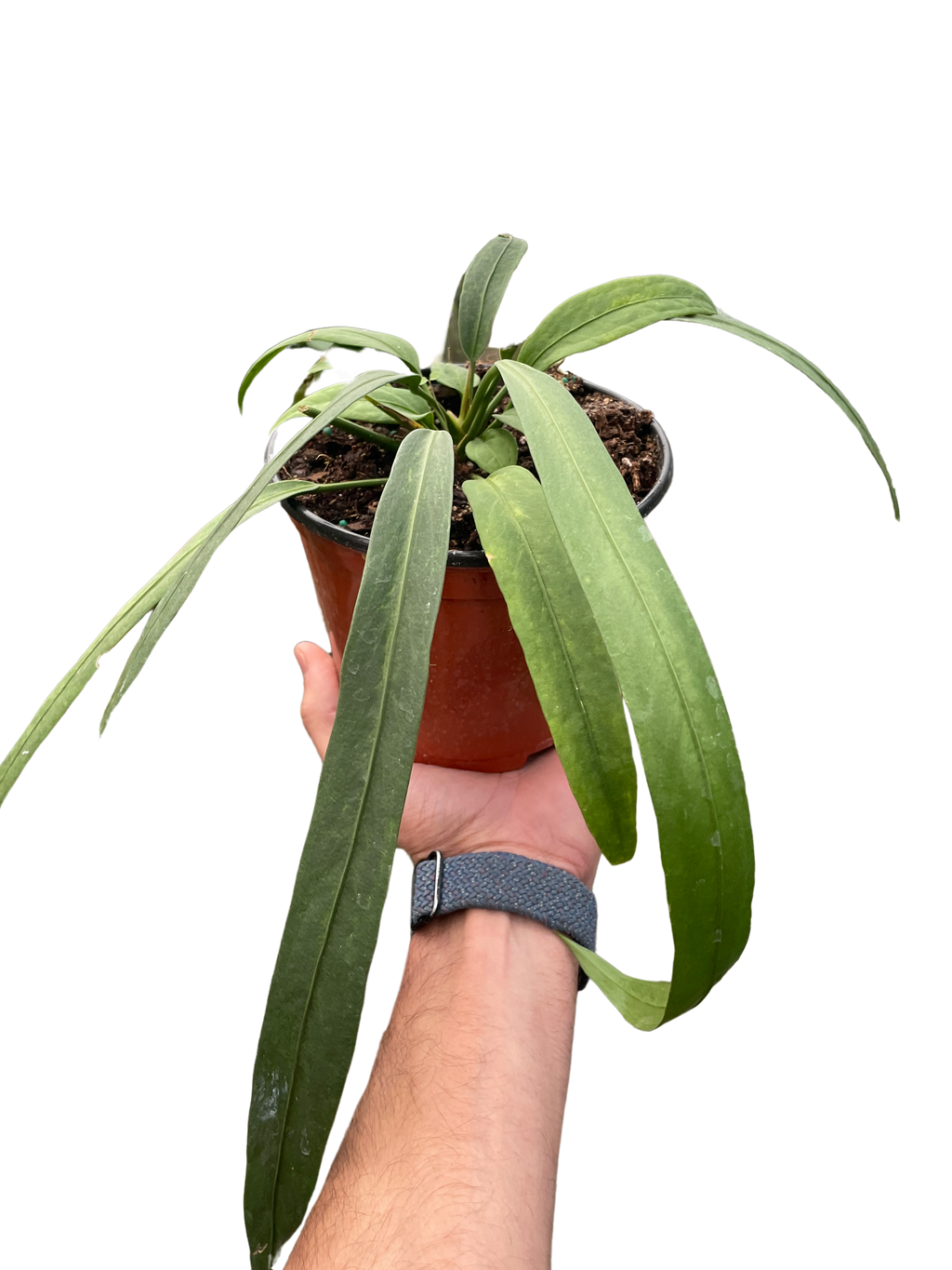 Anthurium 'Vittarifolium' | Rare Tropical Epiphyte with Pendant Leaves | House Plant Shop