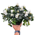 Azalea (Rhododendron)