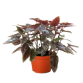 Begonia 'Corallina'