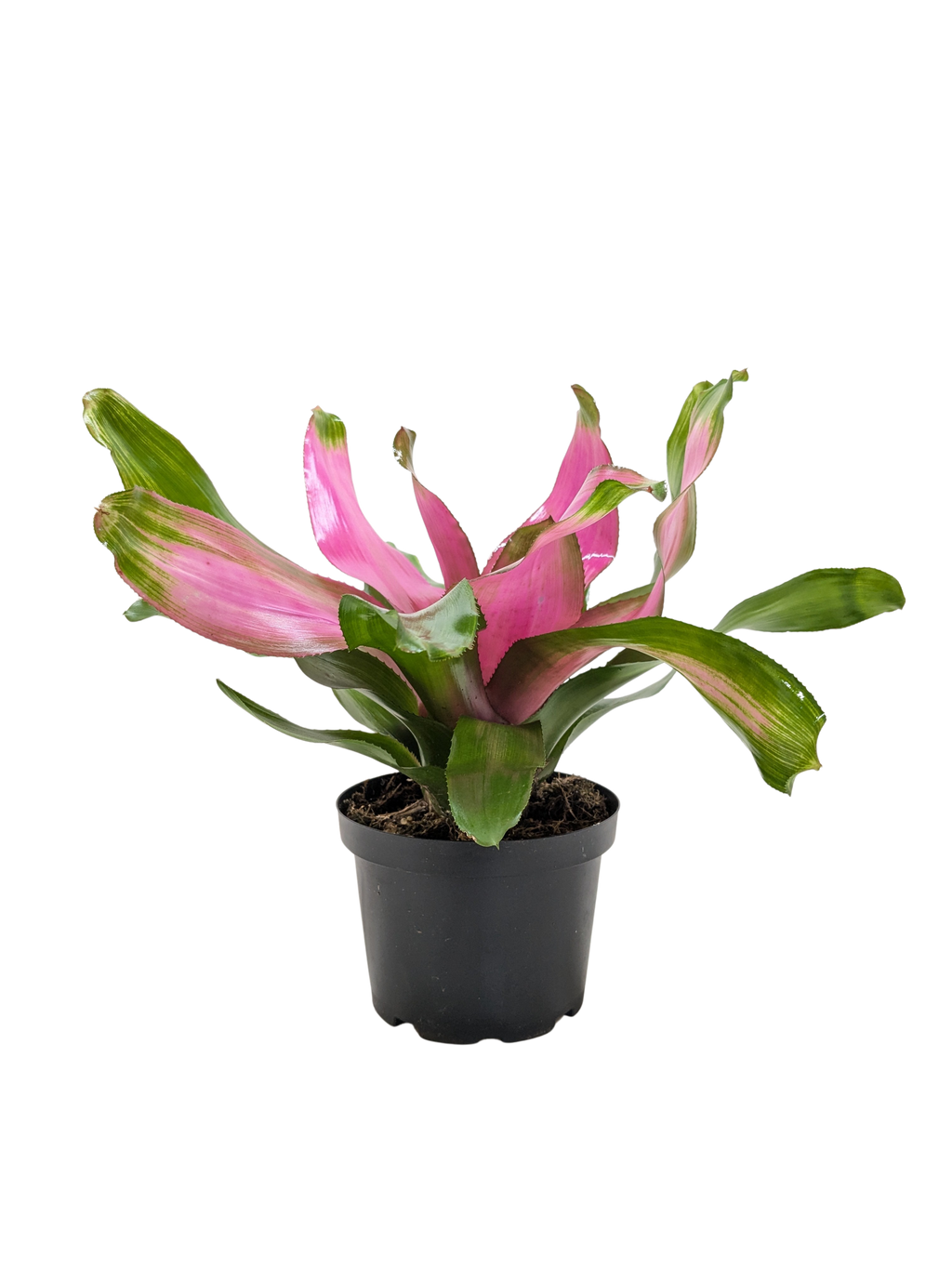Bromeliad Donna | Pink Flowering Tropical Plant | House Plant Shop