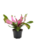 Bromeliad Donna | Pink Flowering Tropical Plant | House Plant Shop