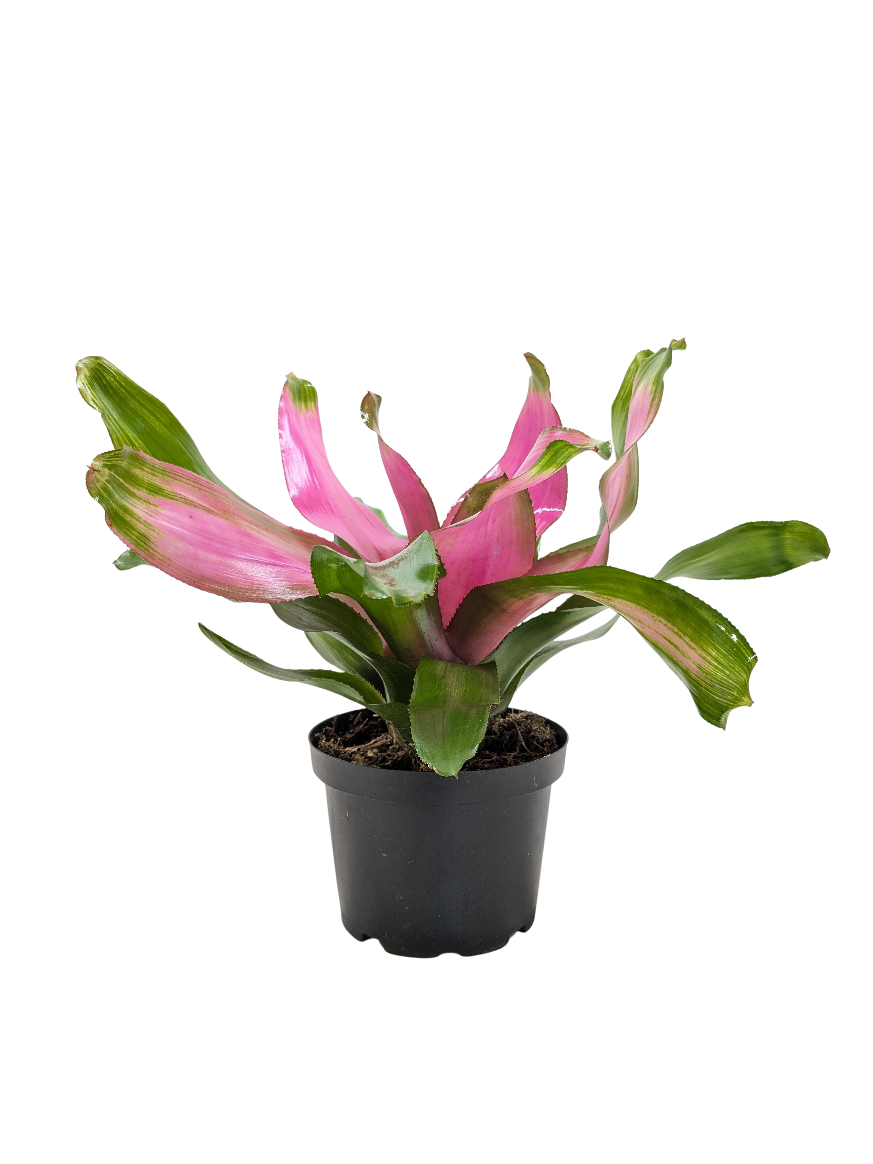 Bromeliad Donna | Pink Flowering Tropical Plant | House Plant Shop
