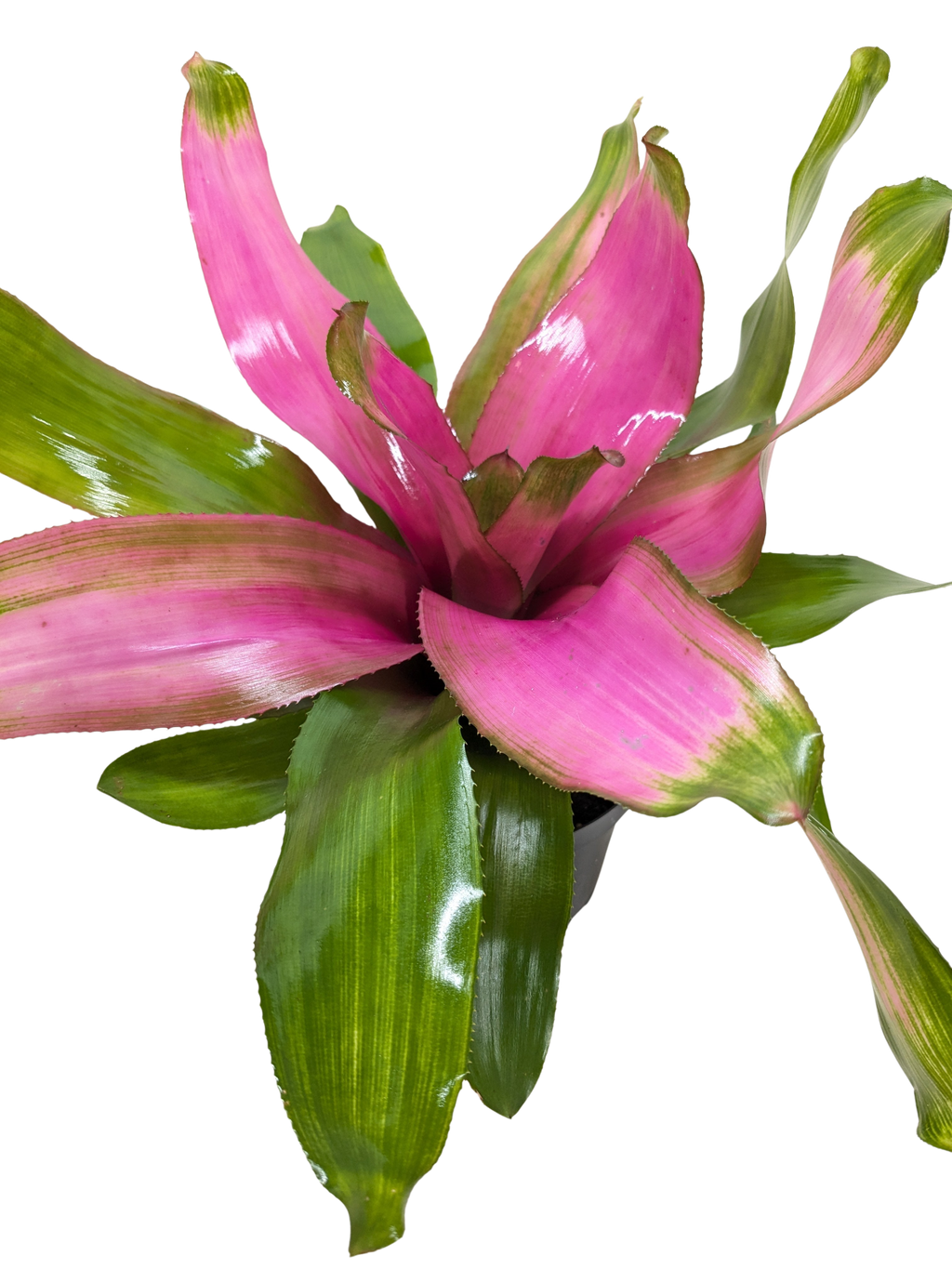 Bromeliad Donna | Pink Flowering Tropical Plant | House Plant Shop