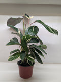 Calathea Princess Dalya | Pink & Purple Prayer Plant | House Plant Shop