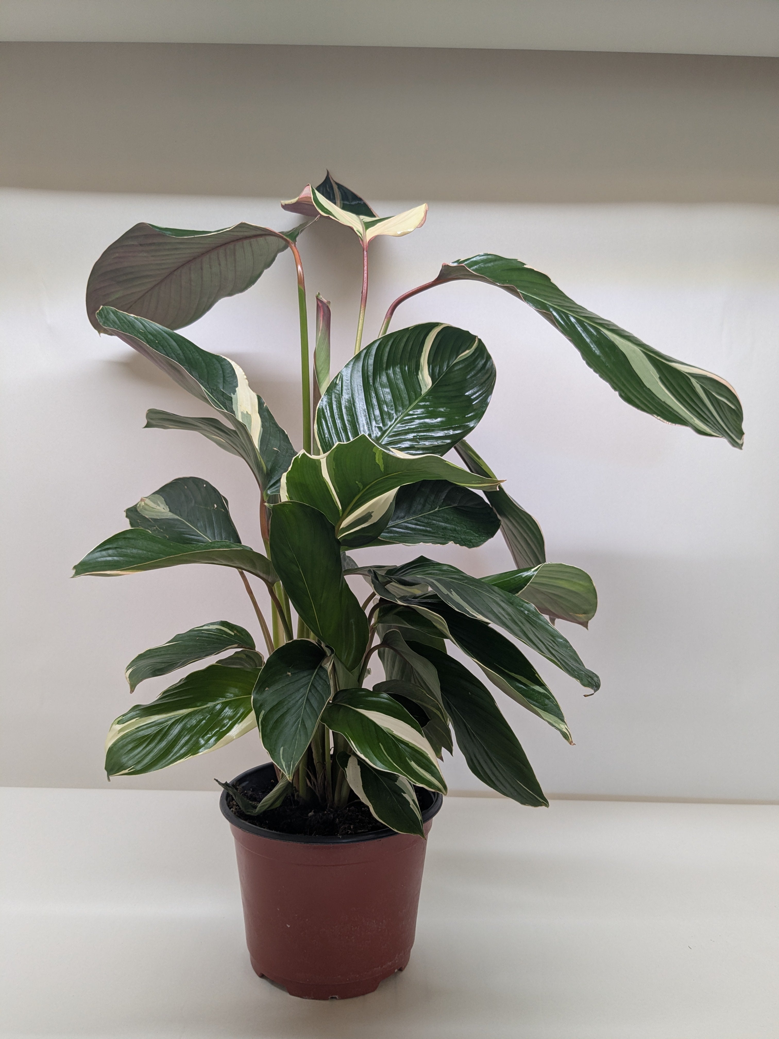 Calathea Princess Dalya | Pink & Purple Prayer Plant | House Plant Shop