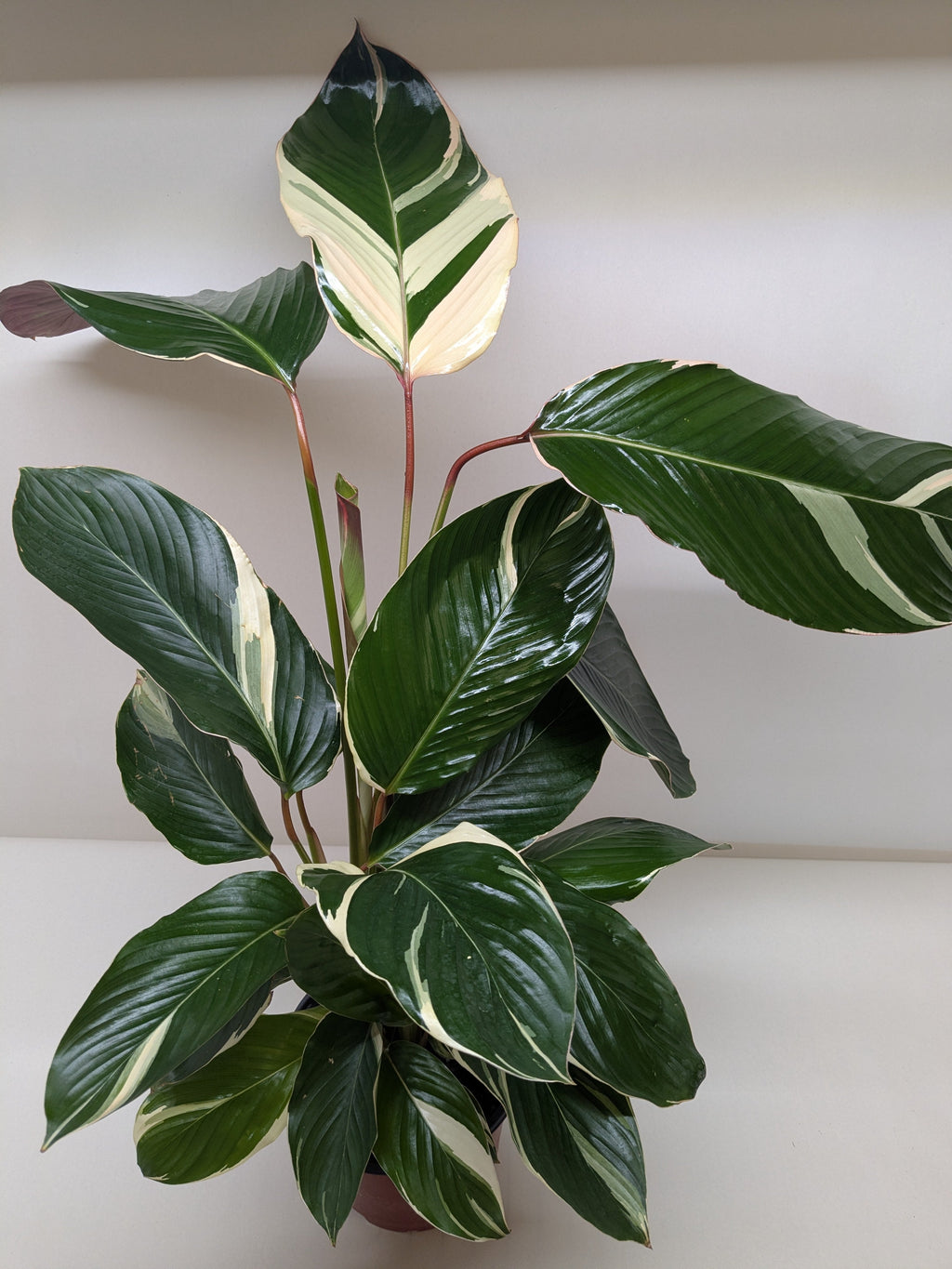 Calathea Princess Dalya | Pink & Purple Prayer Plant | House Plant Shop