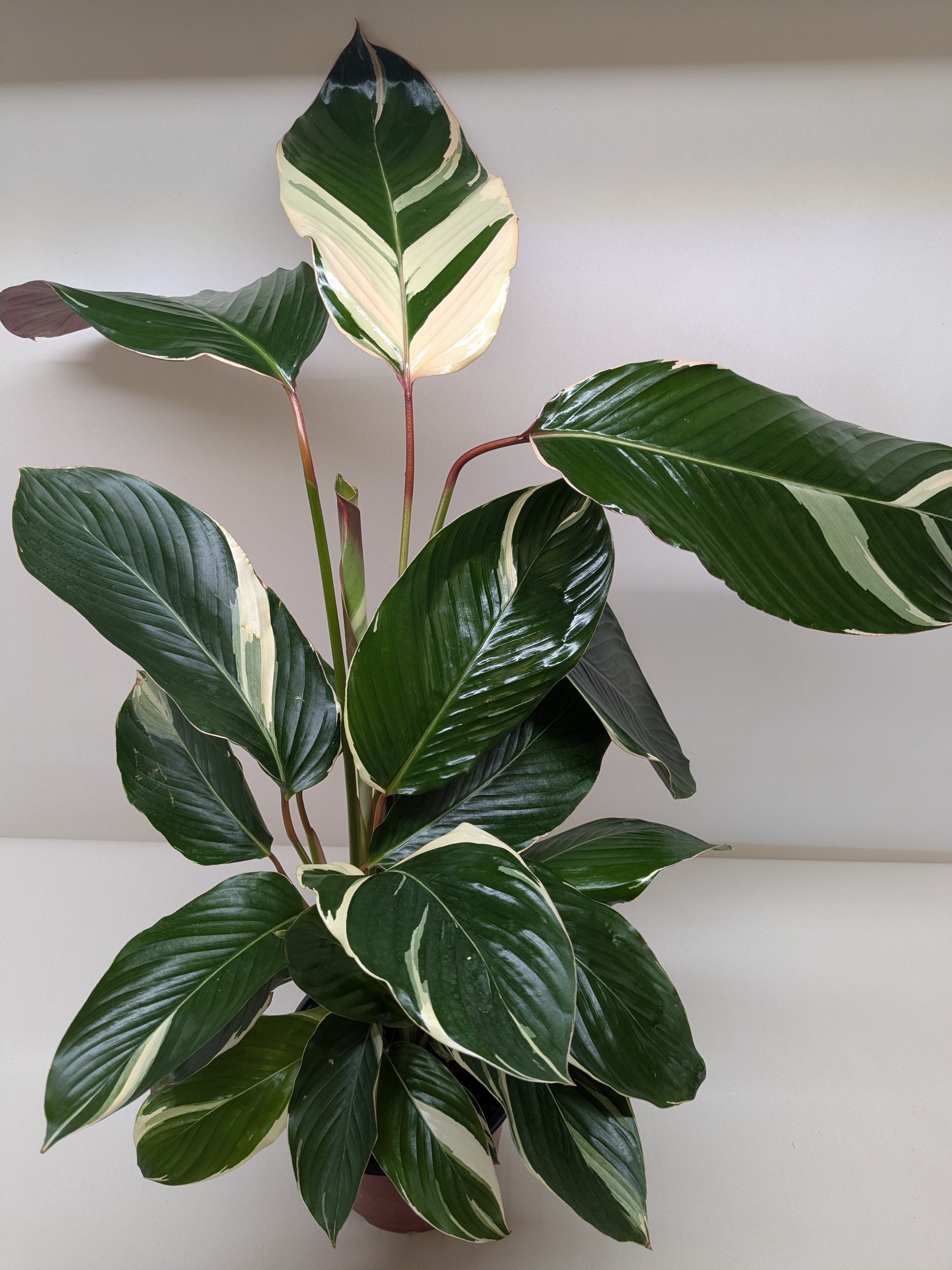Calathea Princess Dalya | Pink & Purple Prayer Plant | House Plant Shop