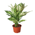Chinese Evergreen 'First Diamond'