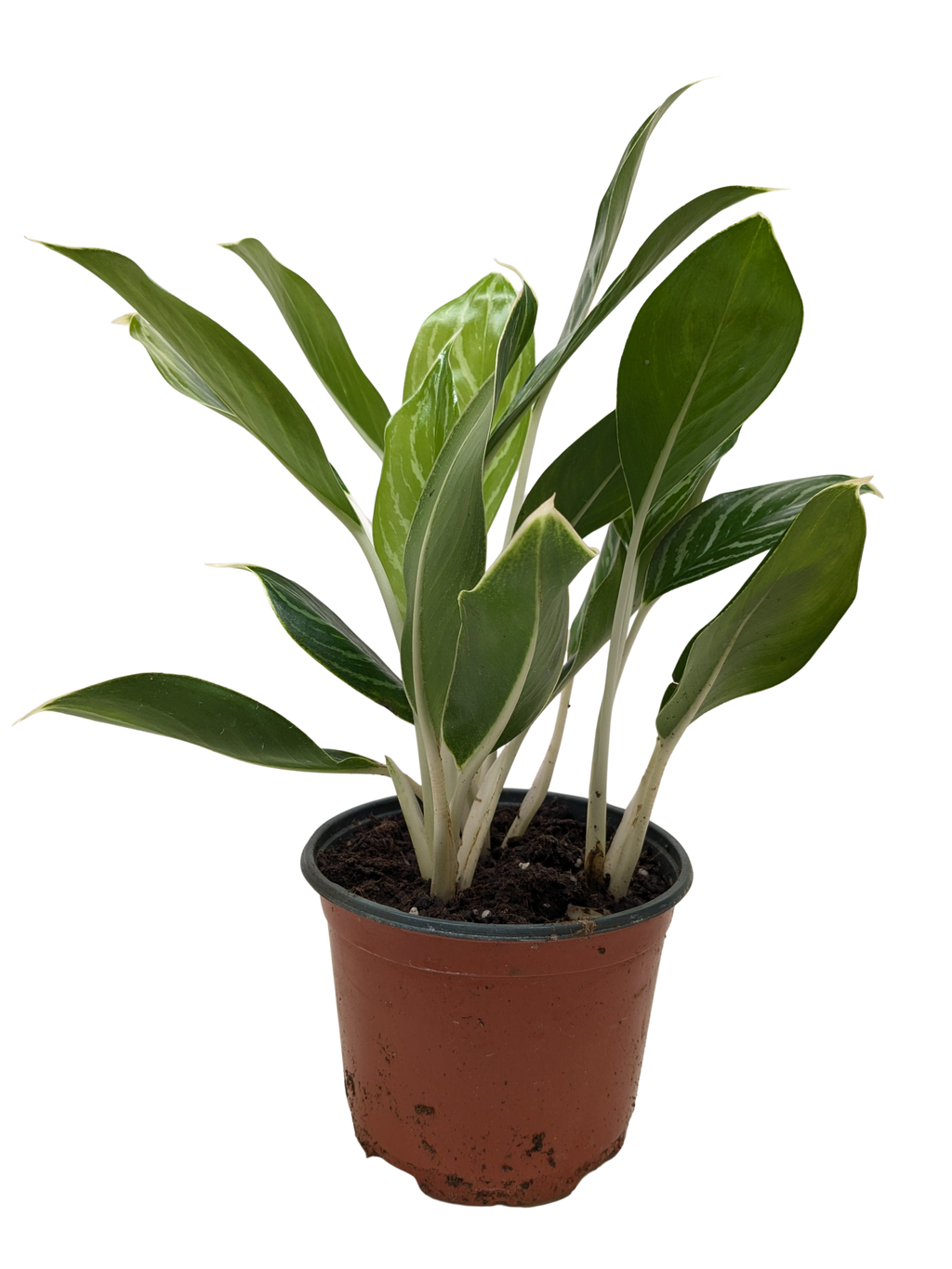 Chinese Evergreen Snow Cap | Low-Light Silver Foliage Plant | House Plant Shop