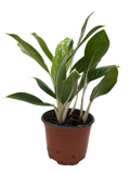 Chinese Evergreen Snow Cap | Low-Light Silver Foliage Plant | House Plant Shop