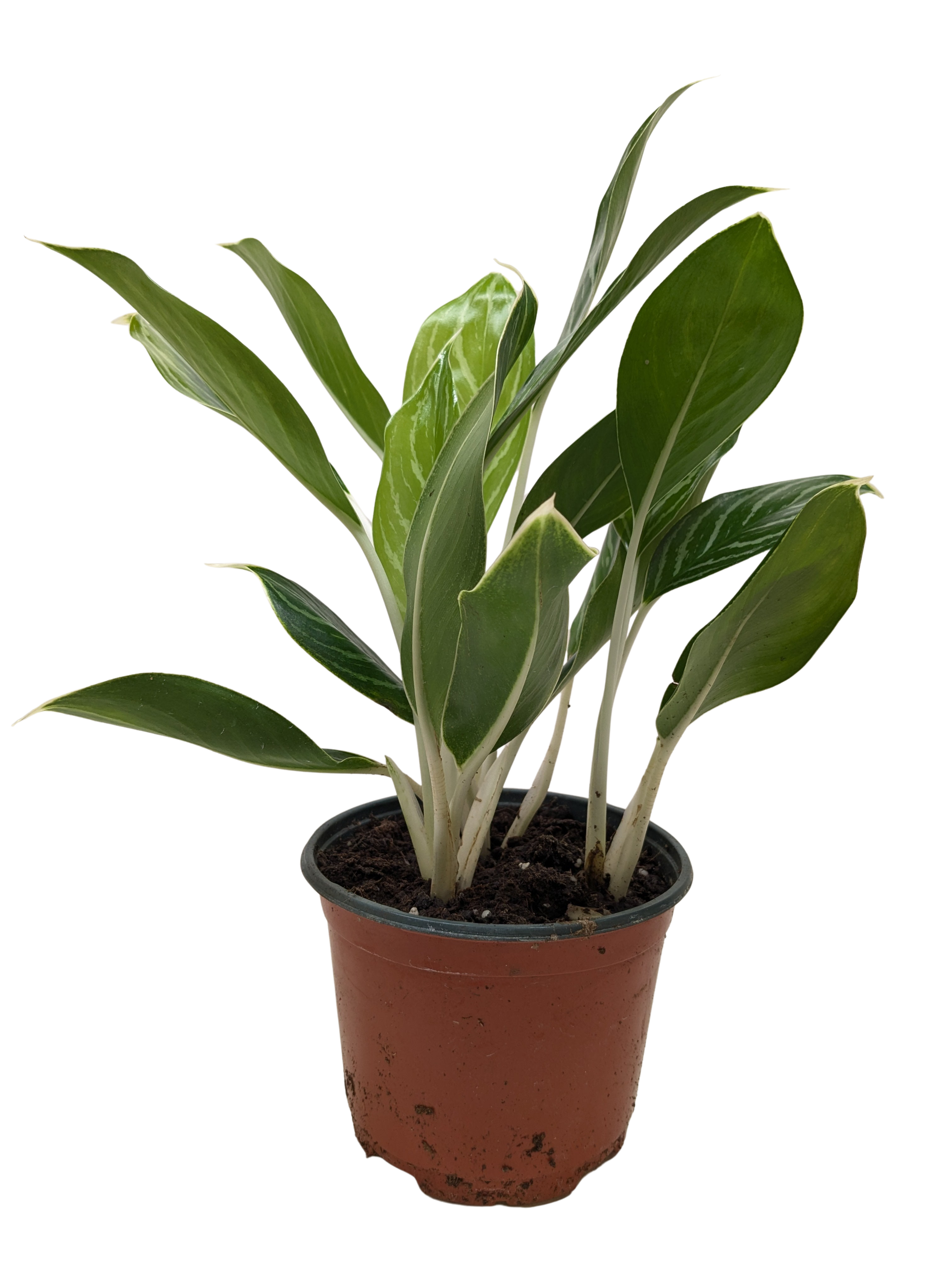 Chinese Evergreen Snow Cap | Low-Light Silver Foliage Plant | House Plant Shop