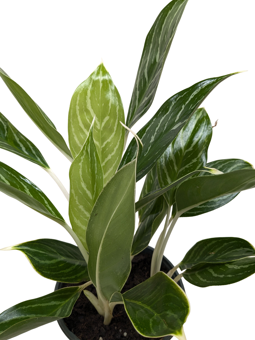 Chinese Evergreen Snow Cap | Low-Light Silver Foliage Plant | House Plant Shop