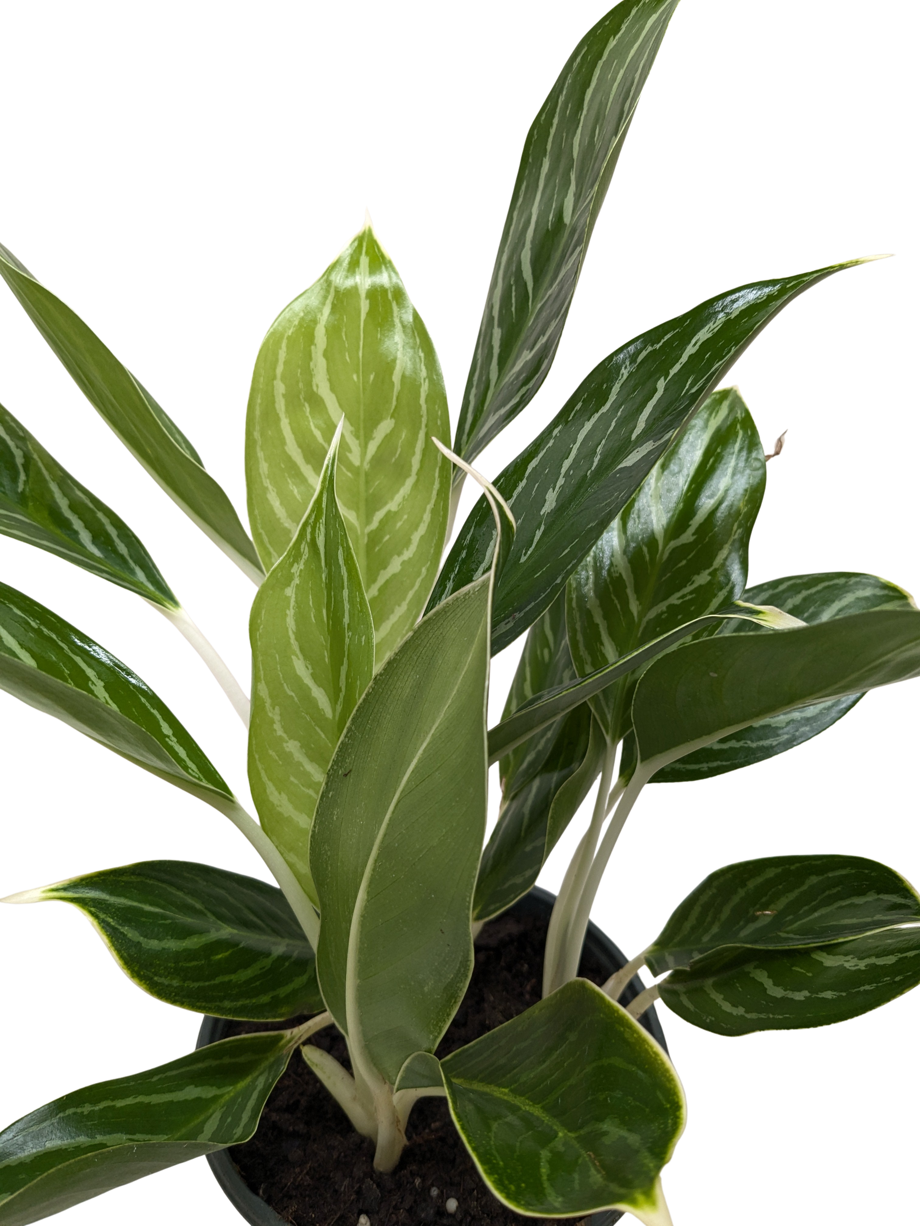 Chinese Evergreen Snow Cap | Low-Light Silver Foliage Plant | House Plant Shop