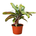 Cordyline Willies Gold