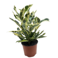 Croton 'Tamara'