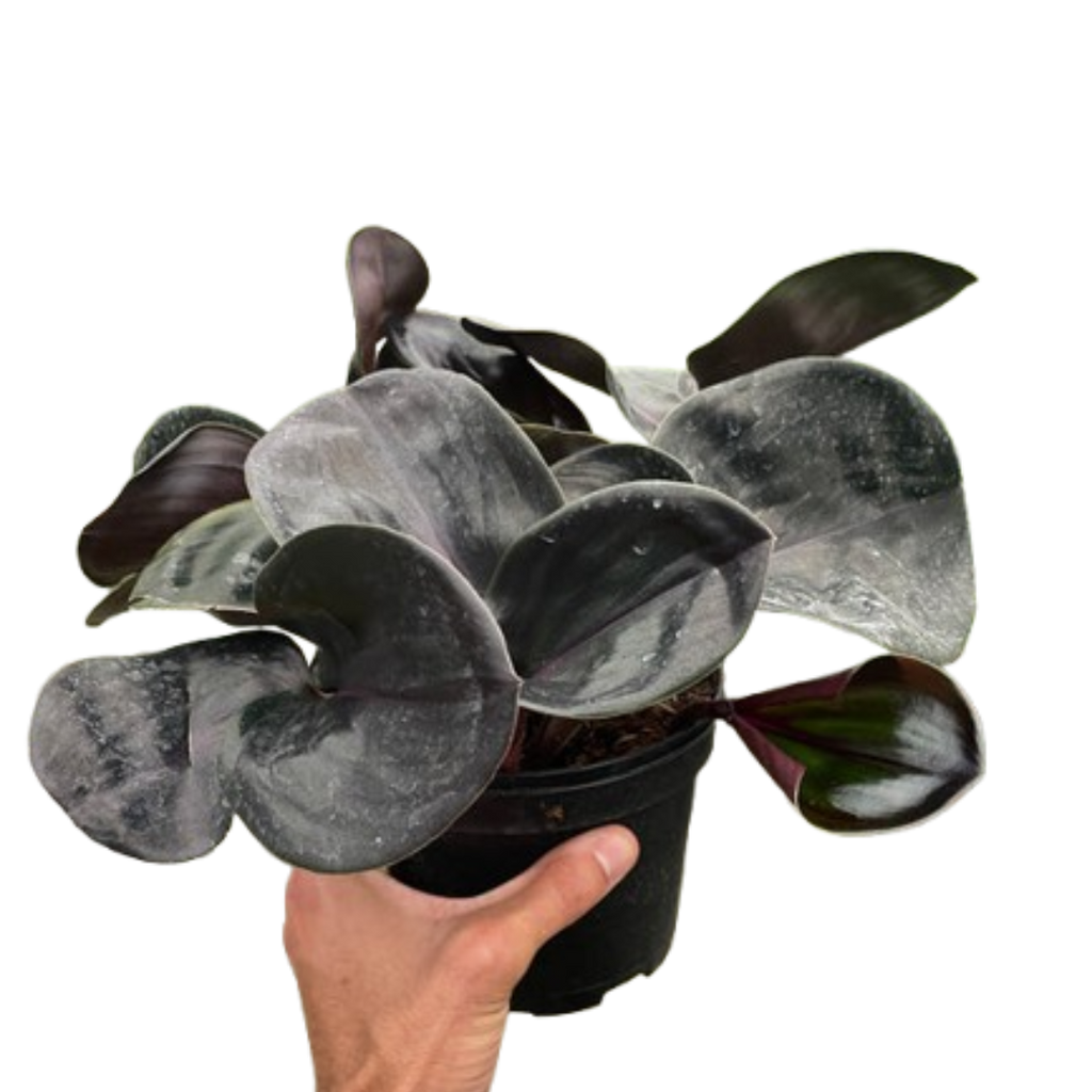 Geogenanthus 'Ciliatus' | Glossy Dark Foliage Tropical Plant | House Plant Shop