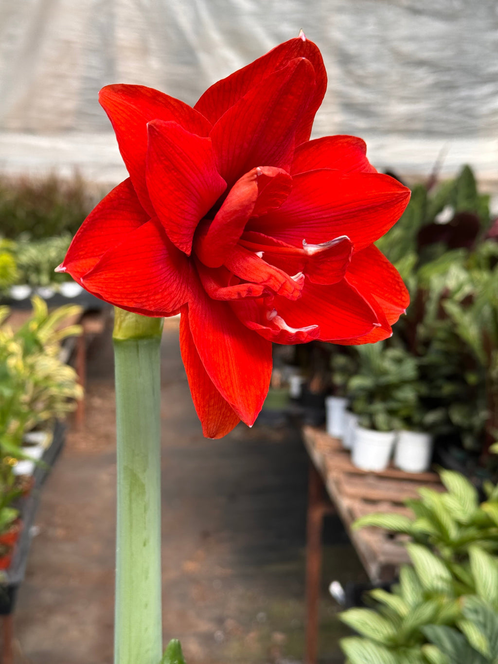 Hippeastrum Amaryllis Red | Red Amaryllis Bulb | Large Trumpet Flowers | House Plant Shop