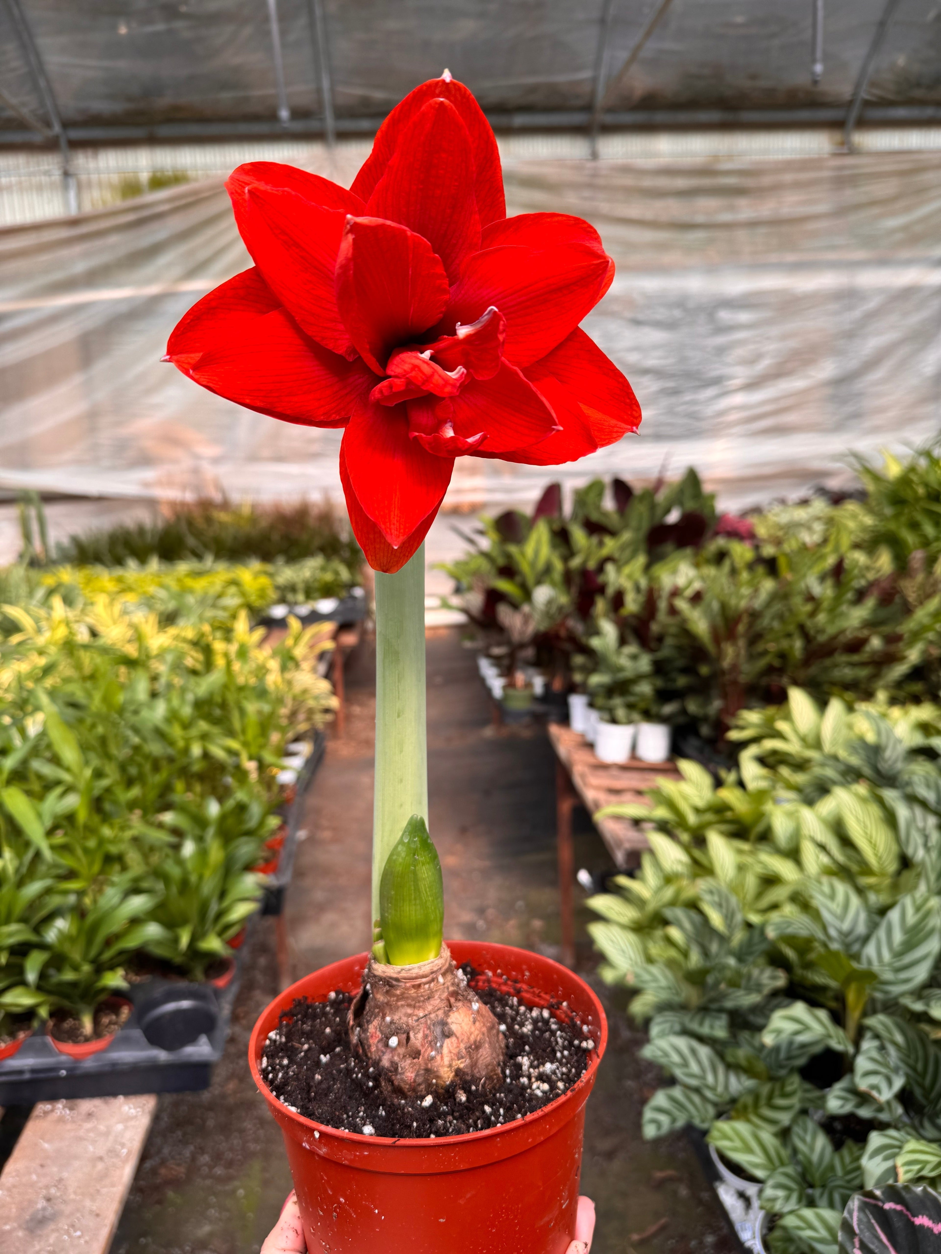 Hippeastrum Amaryllis Red | Red Amaryllis Bulb | Large Trumpet Flowers | House Plant Shop