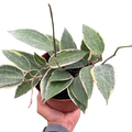 Hoya Macrophylla Variegated
