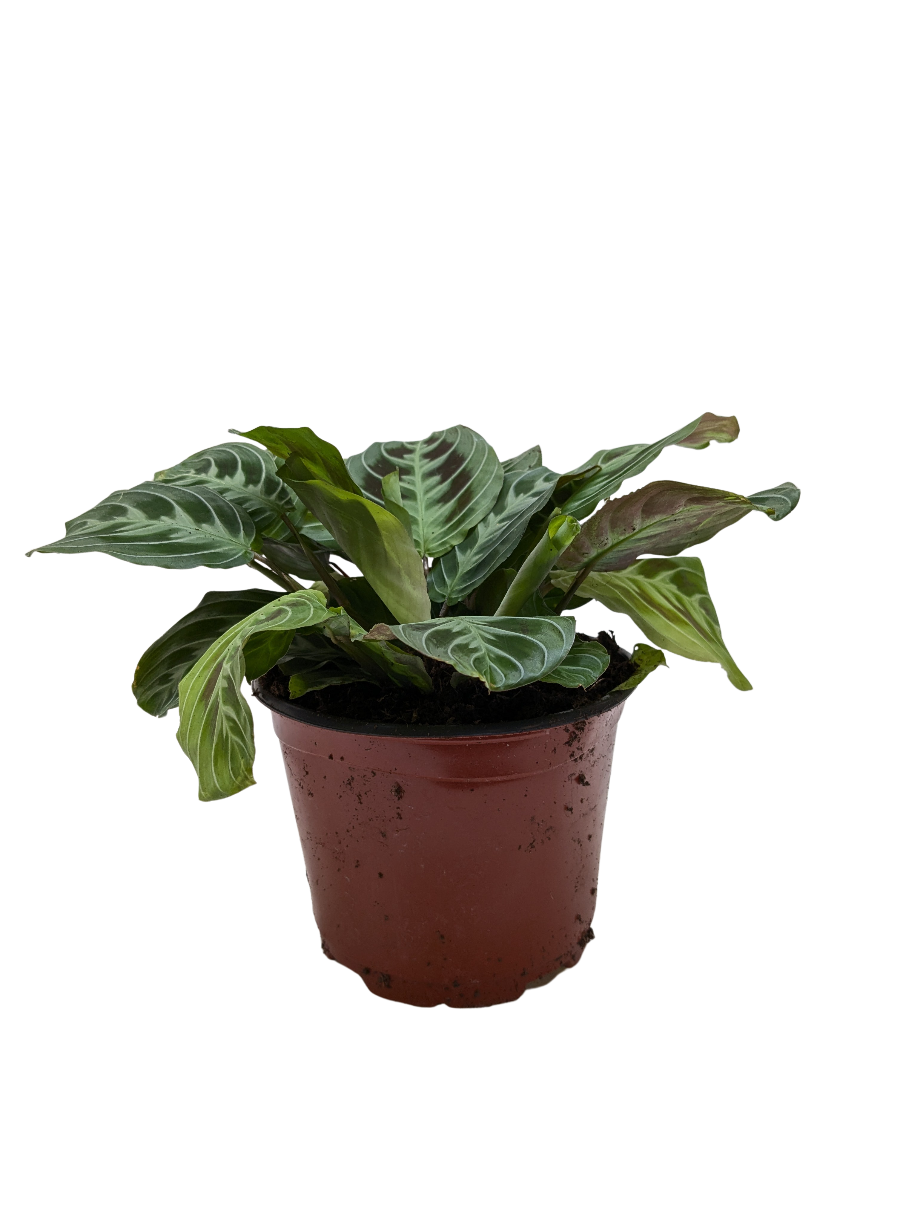 Maranta Black | Black Prayer Plant with Moving Leaves | House Plant Shop