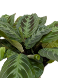 Maranta Black | Black Prayer Plant with Moving Leaves | House Plant Shop